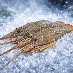 Australia Green Lobster