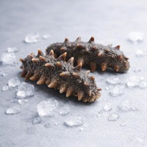 Philippines Sea Cucumber