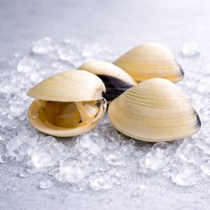 Sea Clam