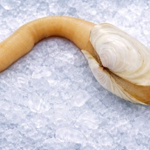 Geoduck