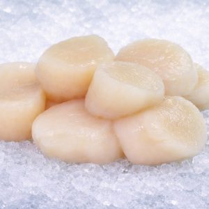 Atlantic Scallop