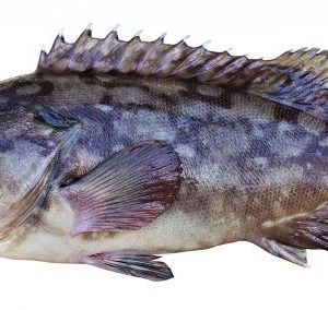 Black Spotted Grouper