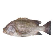 Blubberlip Snapper