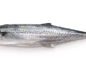 Spanish Mackerel